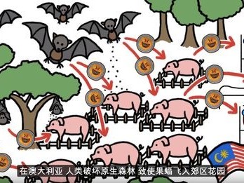 果蝠污染饮料，揭秘孟加拉国尼帕病毒的惊人真相